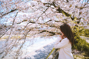 Girl and cherry blossoms in spring, Kyoto, Japan