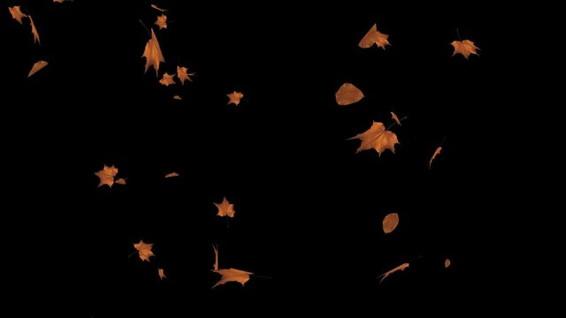 Autumn leaves falling Realistic 3D Alpha channel loop Animation. golden maple and oak leaves. Romantic, season, spinning, thanksgiving, winter, season, autumn, nature, green, wedding, valentines day.