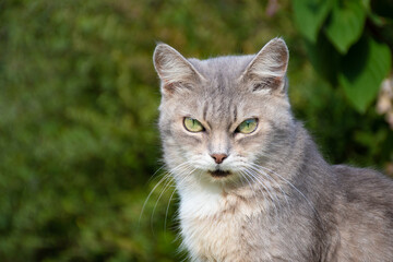 Naklejka na ściany i meble Striped grey British cat with green eyes on a green background: place for text, close-up