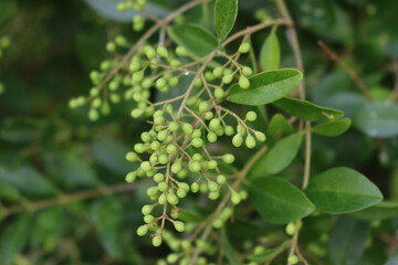 Close-up of unripe green berries on branch of common privet hedge. Ligustrum vulgare tree in the garden