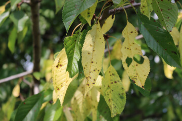 Yellow spotted cherry leaves on branch with disease in the orchard. Prunus avium tree with illness...