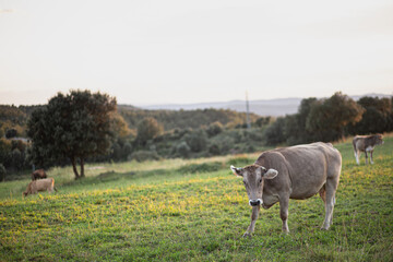 Brown cow pasturing on a green grass meadow field