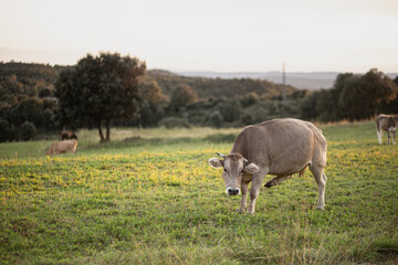 Obraz na płótnie Canvas Brown cow pasturing on a green grass meadow field