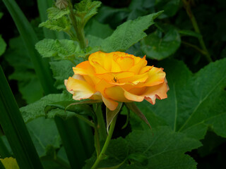 yellow rose in the garden with bug