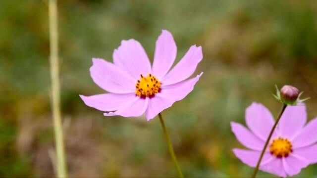 Pink cosmos flower blowing in the wind.