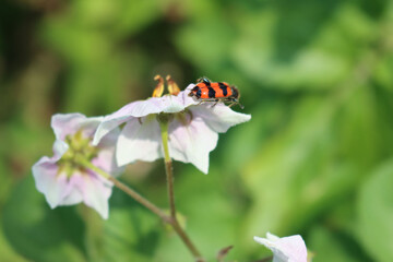 Red and black Trichodes apiarius insect. Bright striped Bee beetle on a white Potato flower