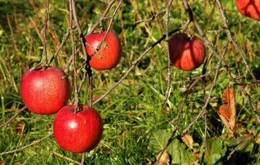 真っ赤なりんご
