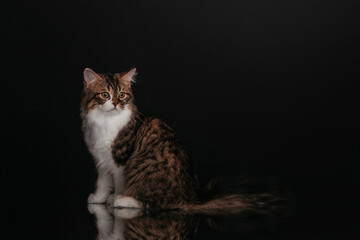 Scottish Highland Fold Cat Portrait portrait black background in the studio