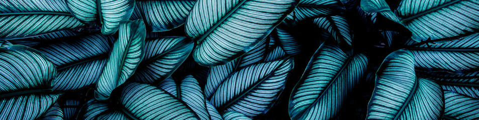 closeup nature view of green leaf and palms background. Flat lay, dark nature concept, tropical leaf