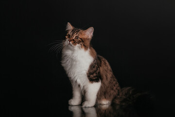 Obraz premium Scottish Highland Fold Cat Portrait portrait black background in the studio