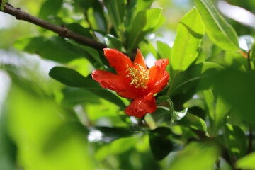 Pomegranate flower on bush in the garden. Punica granatum on summer