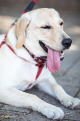 ラブラドール・レトリバー
