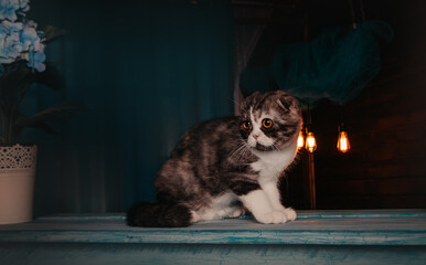 Fototapeta na wymiar Scottish Highland Fold Cat Sitting Portrait