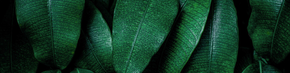closeup nature view of green leaf and palms background. Flat lay, dark nature concept, tropical leaf