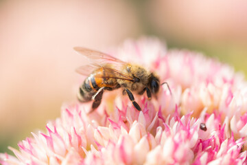 Honey bees collect pollen Spiraea flower. Macro shot.
