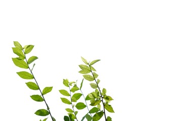 Tropical plant with leaves branches on white isolated background for green foliage backdrop 
