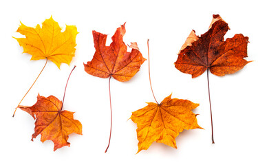 Fototapeta premium autumn maple red yellow leaves