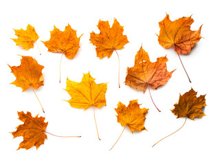 Naklejka na ściany i meble autumn maple red yellow leaves