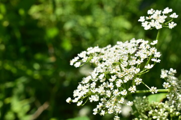 White flower close up