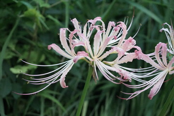 Beautiful cluster amaryllis blooming on the road