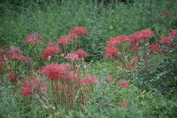 Beautiful cluster amaryllis blooming on the road