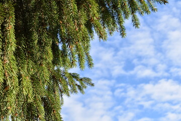 White clouds and green Christmas trees