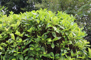 Pruned cherry laurel hedge in the garden. Pruning a Prunus laurocerasus bush