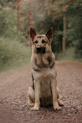 East European Shepherd dog sitting in the forest