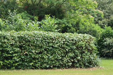 Fototapeta na wymiar Pruned cherry laurel hedge in the garden. Pruning a Prunus laurocerasus bush