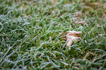 The Grass With Frost. Closrup photo