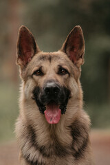 East European Shepherd dog portrait  eyes in the forest