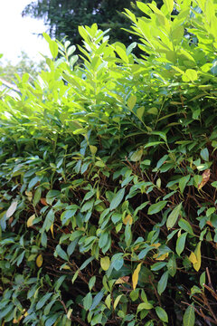 Pruned cherry laurel hedge in the garden. Pruning a Prunus laurocerasus bush