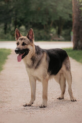 East European Shepherd dog show portrait stay in the forest