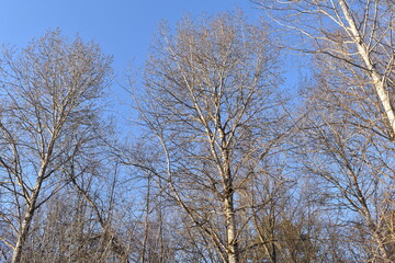 tall trees against a blue sky