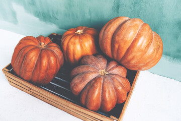 Large orange pumpkins on a green background.