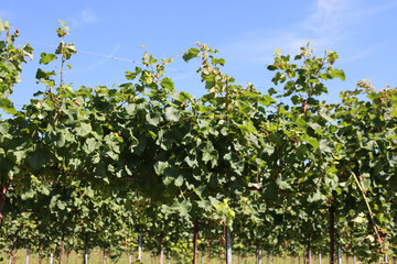 Vine plants growing in the vineyard in the northern Italy countryside on a sunny day. Vitis vinifera cultivation 