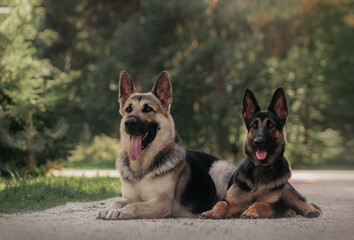 East European Shepherd dog portrait  lay two dogs puppy in the forest