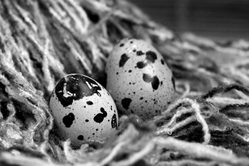Group of quail eggs, eco food