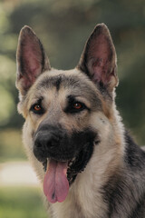 East European Shepherd dog portrait  eyes in the forest