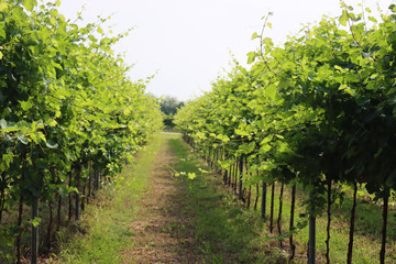 Vine plants growing in the vineyard in the northern Italy countryside on a sunny day. Vitis vinifera cultivation 