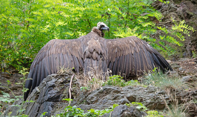 Brown vulture looking spreading it's wings