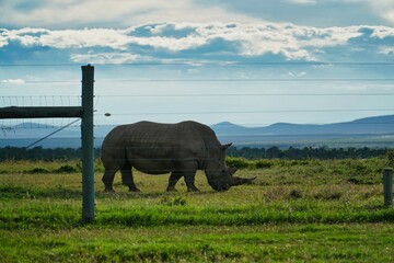 Northern white rhino in the savanna