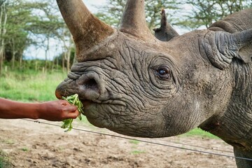 Black rhino in the savanna