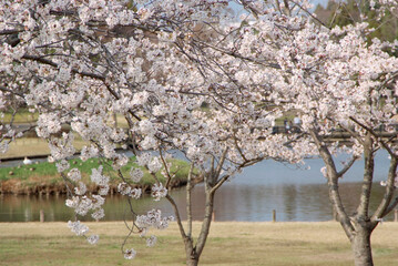Fototapeta premium 科学万博記念公園の桜（茨城県つくば市）
