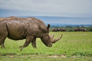 white rhino in the savanna