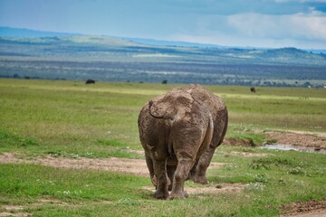Fototapeta na wymiar white rhino in the savanna