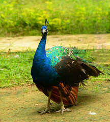 Fototapeta premium The peacock is a beautiful animal standing on the green grass in the forest.