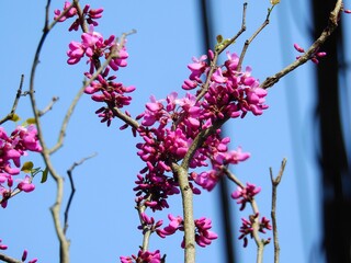 春になると葉が出る前に、赤みを帯びた紫色の小さな花を密集して枝につけてひときわ目を引くハナズオウ