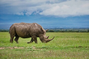 Fototapeta na wymiar Rhino in the wild