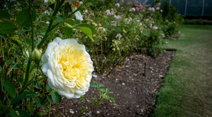Summer roses in the garden